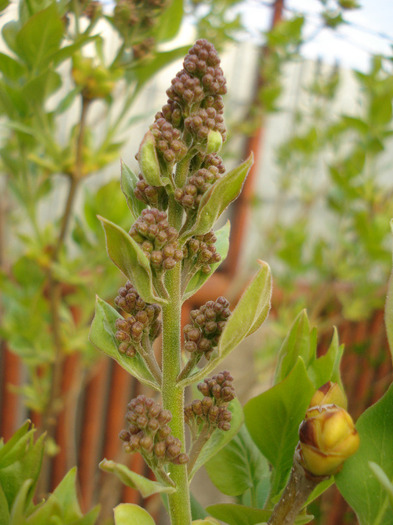 Syringa vulgaris_Lilac (2011, April 13)