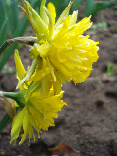 Daffodil Rip van Winkle (2011, April 13) - Narcissus Rip van Winkle