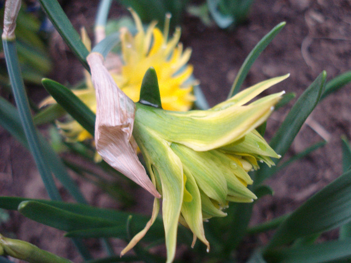 Daffodil Rip van Winkle (2011, April 13) - Narcissus Rip van Winkle