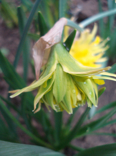 Daffodil Rip van Winkle (2011, April 13)