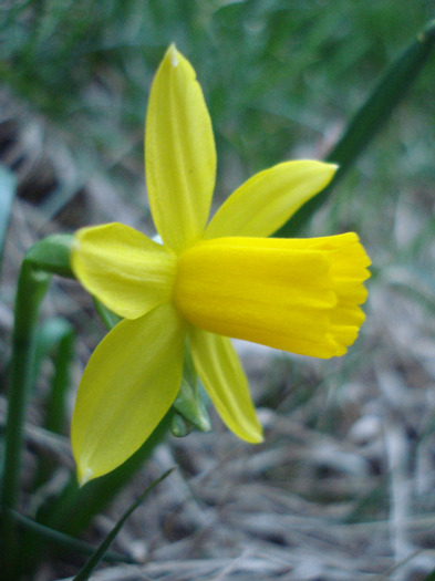 Narcissus Tete-a-Tete (2011, March 26)