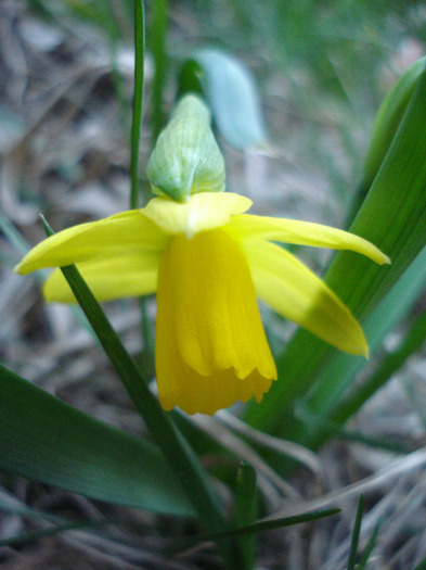 Narcissus Tete-a-Tete (2011, March 26)