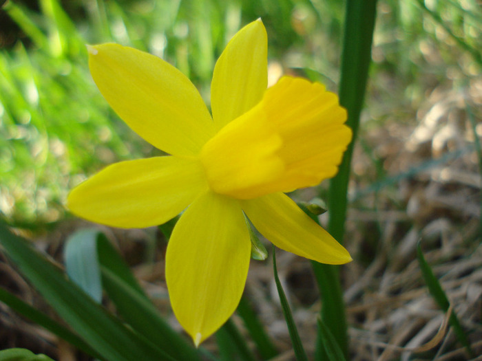 Narcissus Tete-a-Tete (2011, March 26)