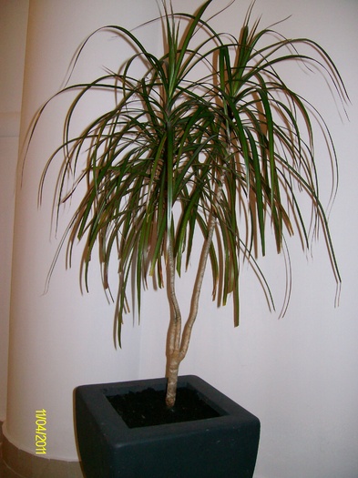 dracaena marginata - un colt de verdeata