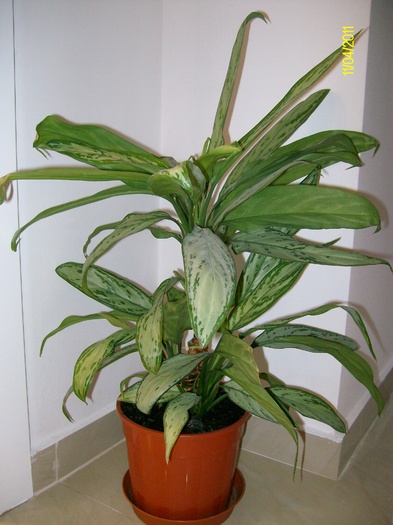 aglaonema-floarea intunericului - un colt de verdeata