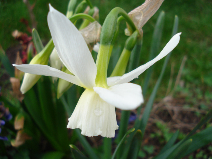 Narcissus Thalia (2011, April 13) - Narcissus Thalia