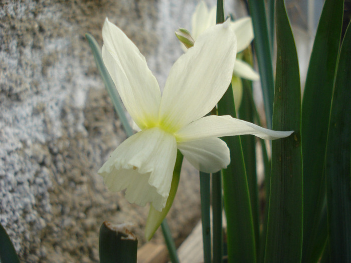 Narcissus Thalia (2011, April 13)