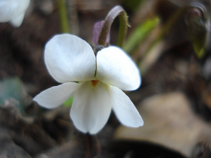 White Sweet Violet (2011, March 31)