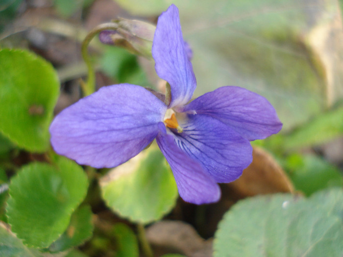 Sweet Violet (2011, March 31)