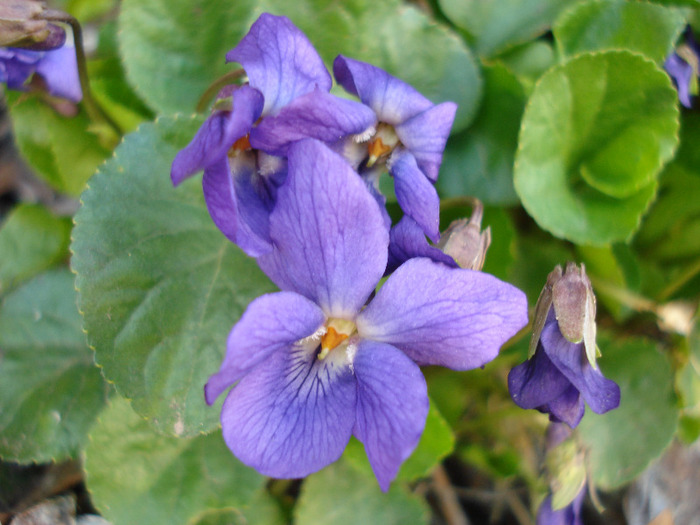 Sweet Violet (2011, March 31)