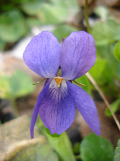 Sweet Violet (2011, March 31)