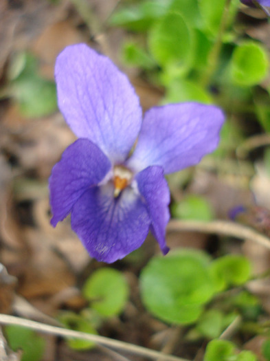 Sweet Violet (2011, April 02) - SWEET VIOLET