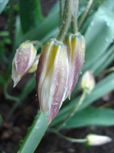 Tulipa Turkestanica (2011, April 14)