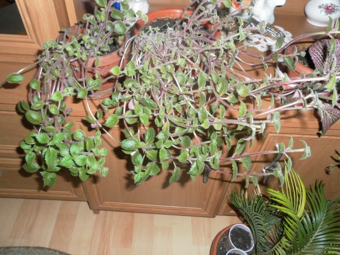 achimenes mov - florii de apartament