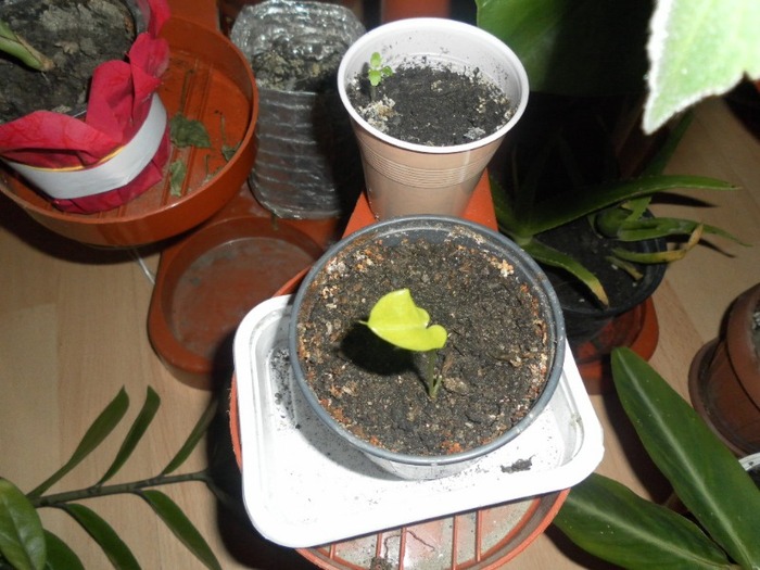 puiut de cala alba de la relia - florii de apartament