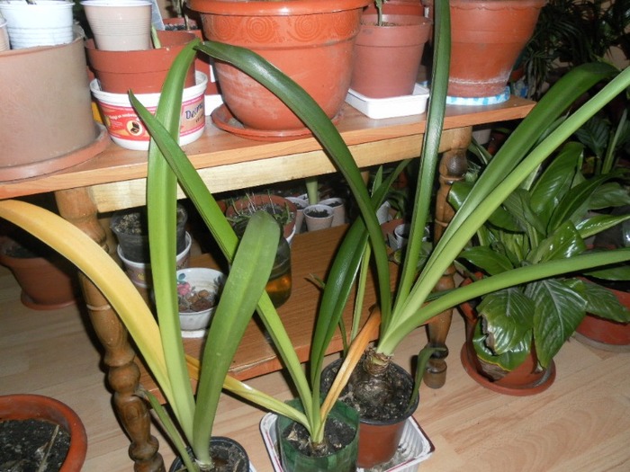 crini amaralis - florii de apartament