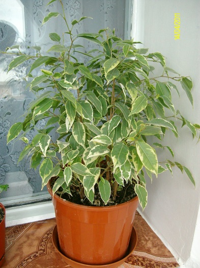 Ficus Kinky - flori balcon