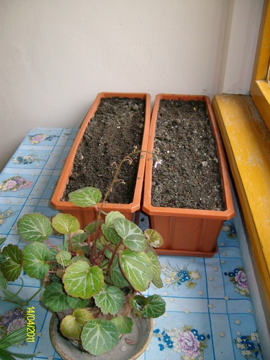 mi-am plantat rizomii de achimenes - flori balcon