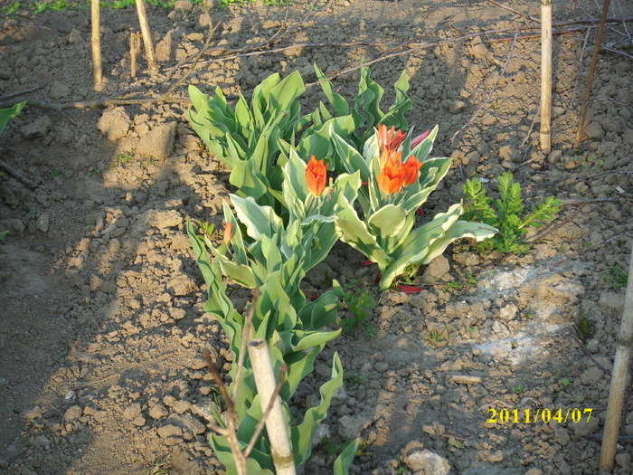 DSCI0742