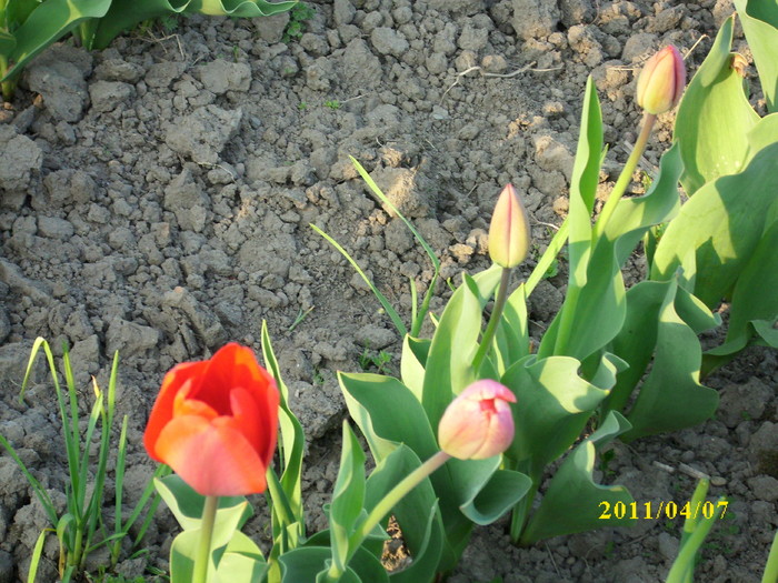DSCI0743