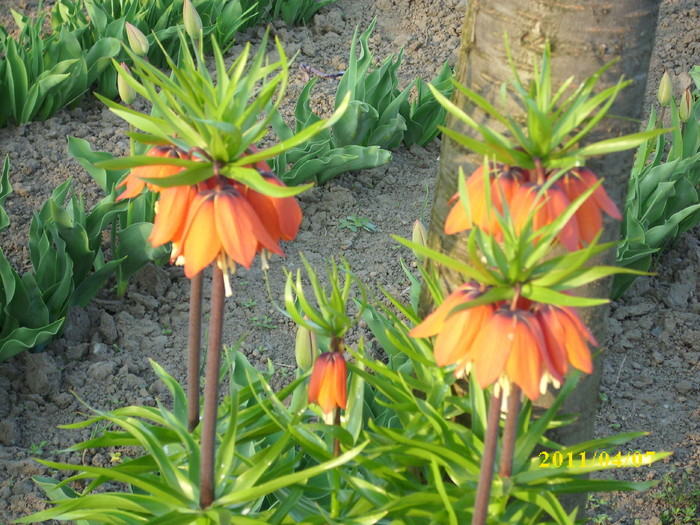 DSCI0744