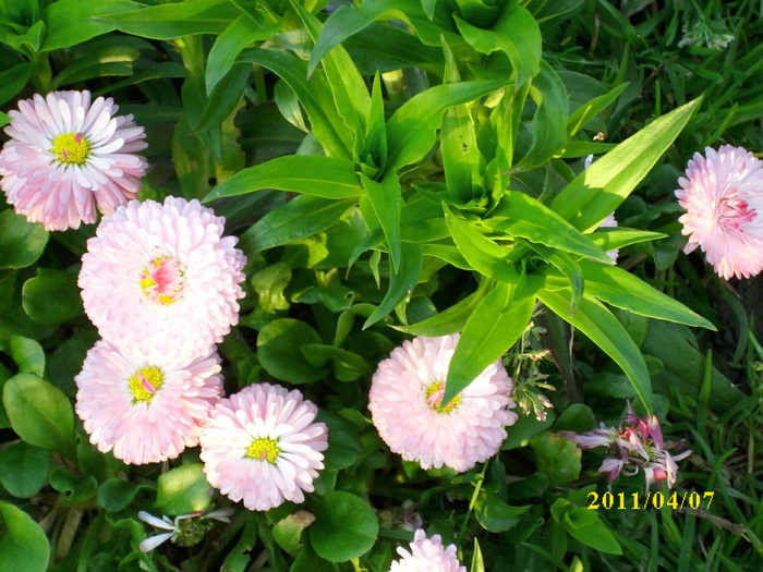 DSCI0767