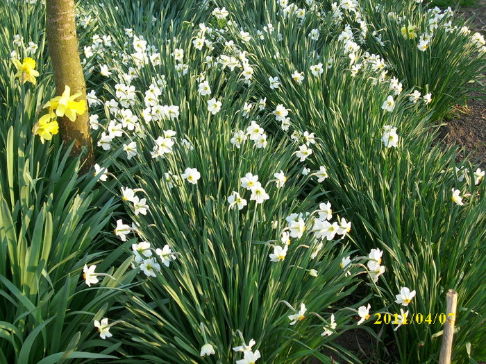 DSCI0771