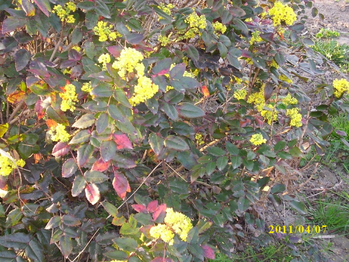 DSCI0775
