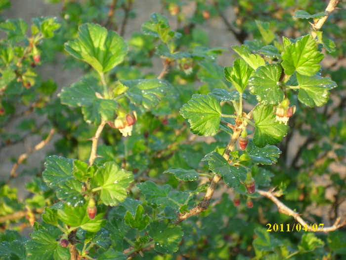 DSCI0797