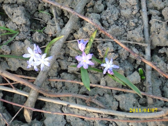 DSCI0833