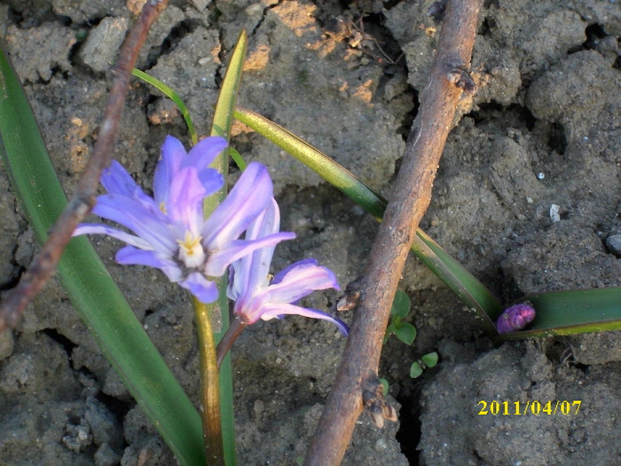 DSCI0838