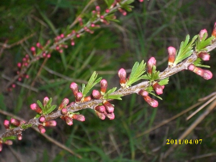 flori de migdal amar