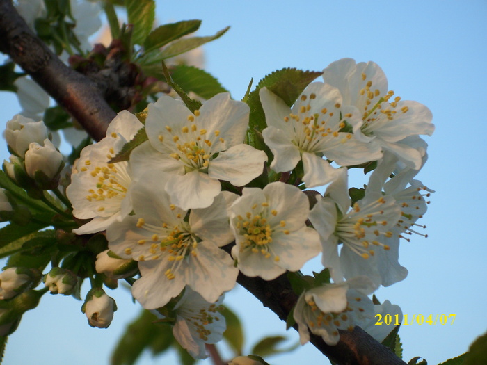 flori de cires