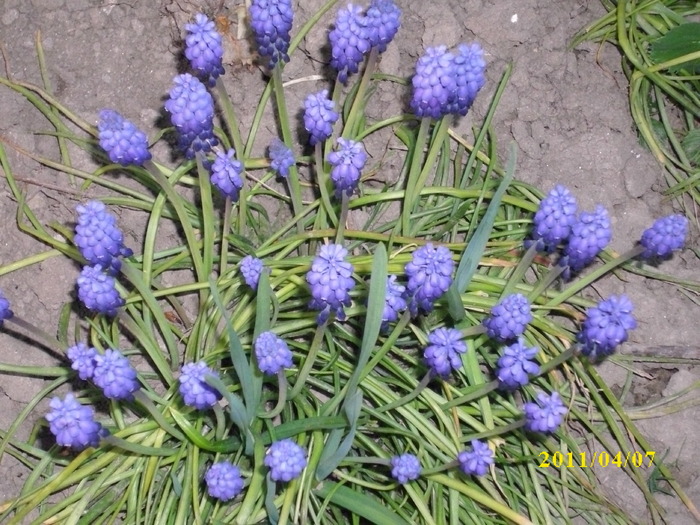 DSCI0860