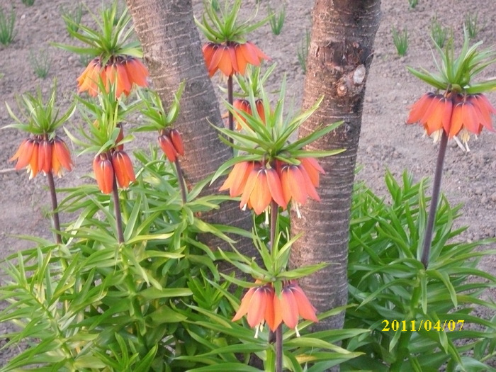 frittilaria imperialis