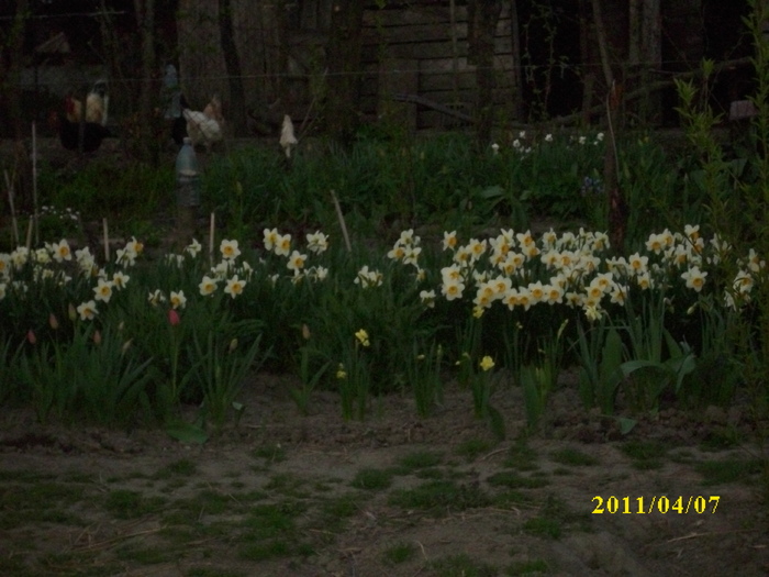 DSCI0911