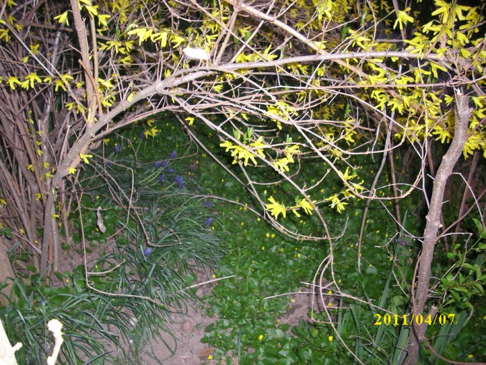 DSCI0927