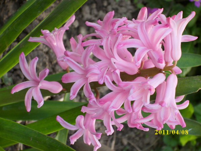 DSCI0942