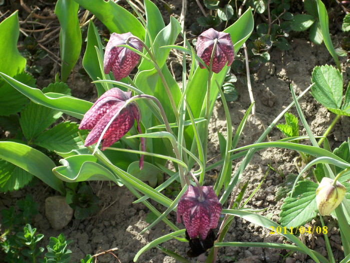 DSCI0947