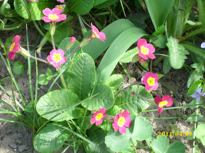 DSCI0955