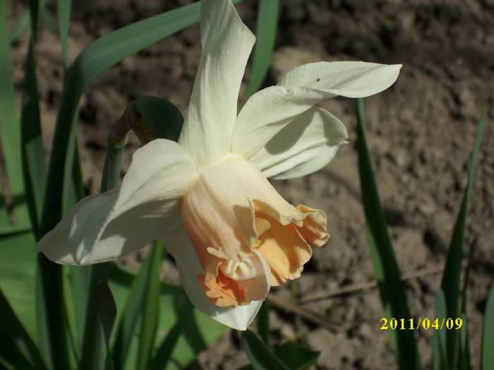 DSCI0963