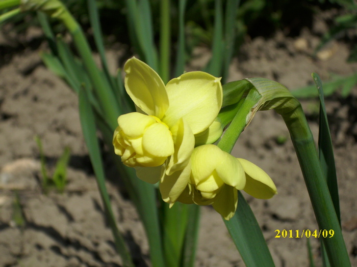 DSCI0968