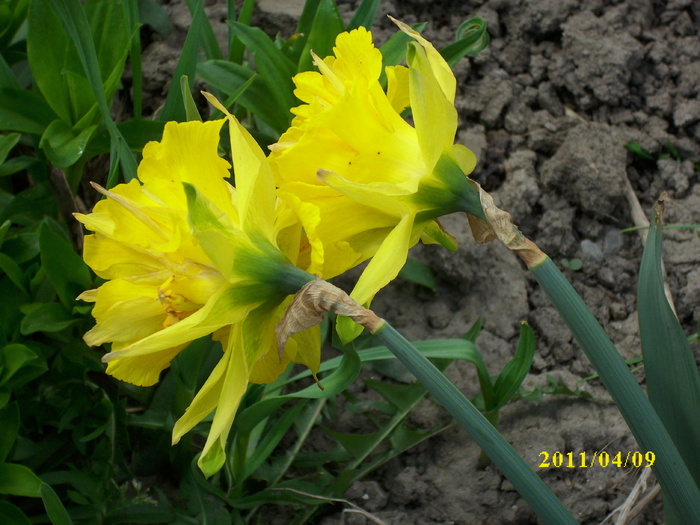 DSCI0976