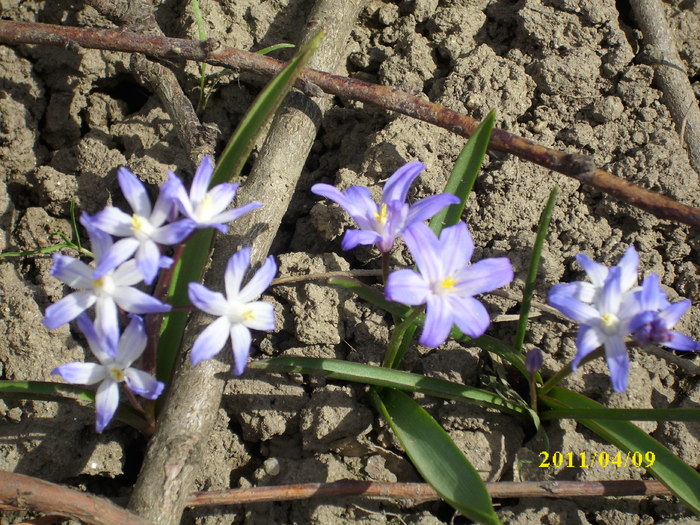 DSCI0979