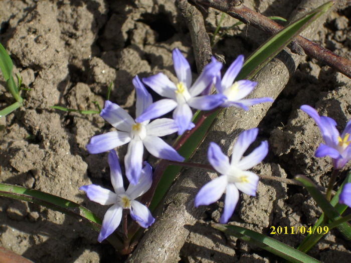 DSCI0980
