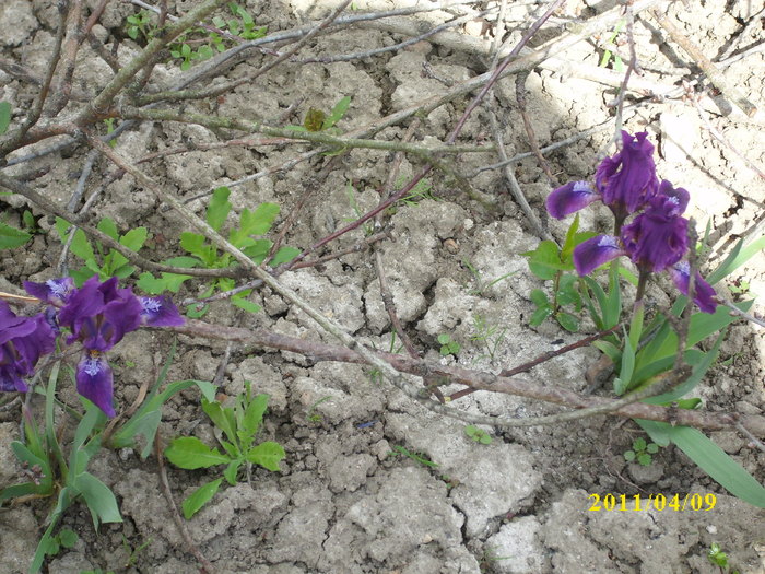 DSCI0983