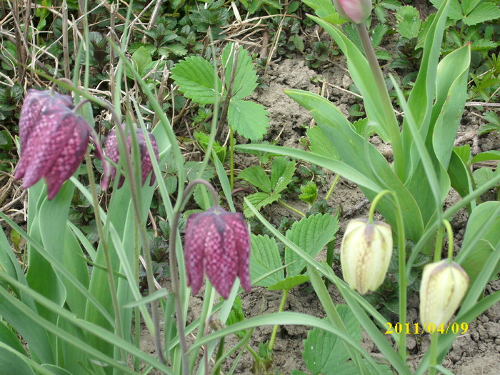 DSCI0986
