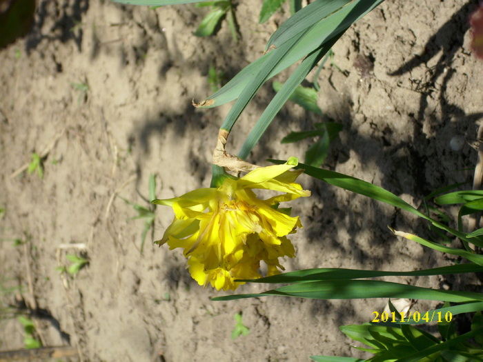 DSCI1304 - 2011 mai multa primavara-multe flori