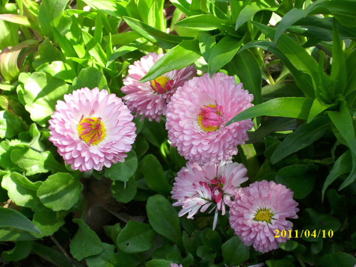 DSCI1306 - 2011 mai multa primavara-multe flori