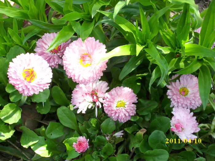 DSCI1307 - 2011 mai multa primavara-multe flori